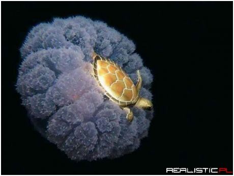 A Turtle Riding a Jellyfish