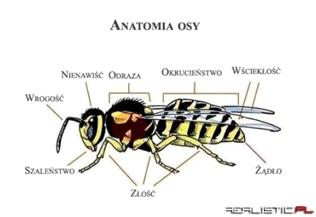 Anatomia osy