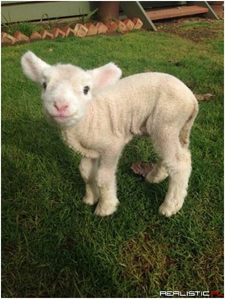 Baaa... Has anyone seen Mary...