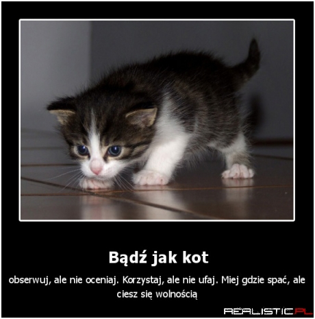 Bądż jak kot