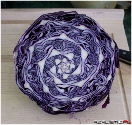 Cabbage Geometry