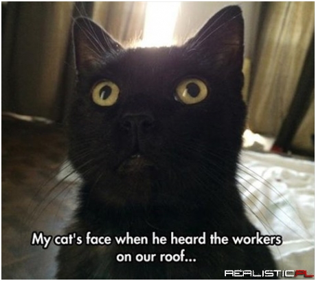 Cats face...