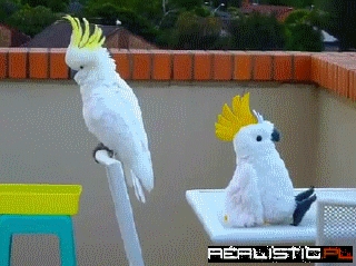 Cockatoos Meet an Imposter