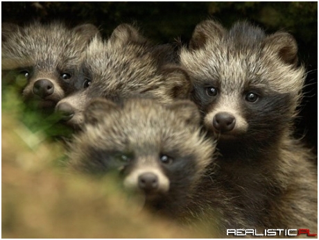 Curious Tanuki are Looking at You