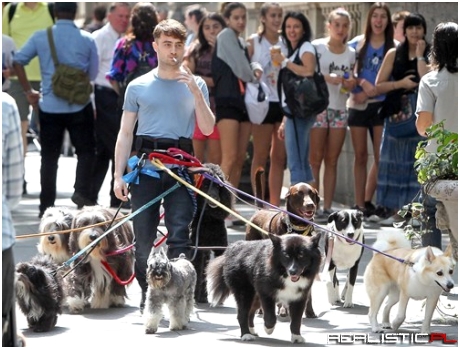 Daniel Radcliffe Casts His Magic on a Pack of Dogs