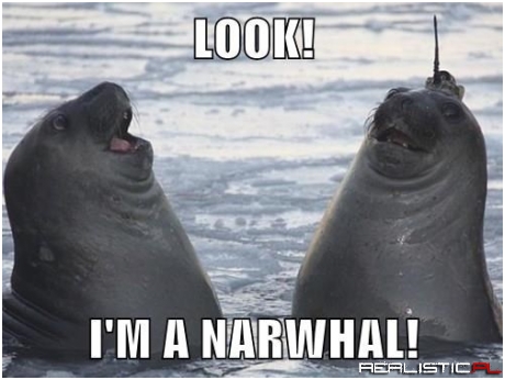 Did You do That on Porpoise