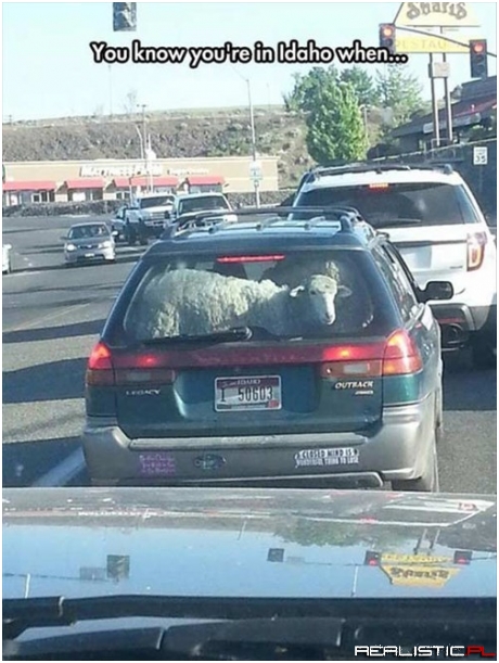 Does This Mean They Have a Wool Interior