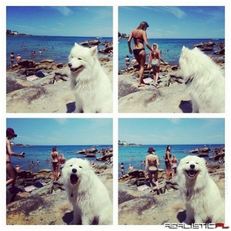 Doggie Knows the Deal