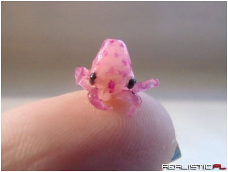 Eight Legs of Cuteness