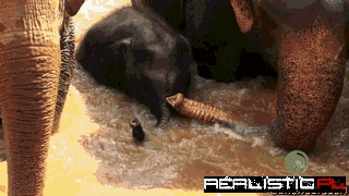 Elephants Protecting Their Young One From The River