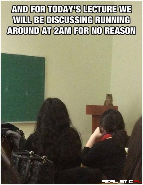 Even the Teacher Slept Through This Class