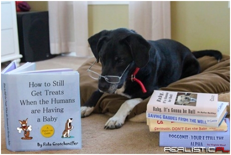 Get Your Dog Involved With the New Baby
