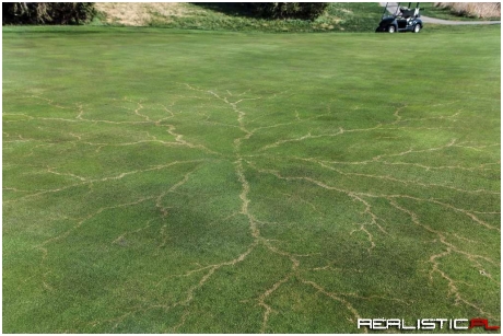 Grass After a Lightning Strike