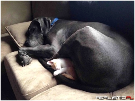 He Got Tired After Looking for the Cat's Hiding Place All Day