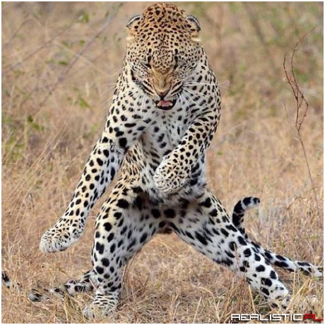 He's got them moves like jaguar