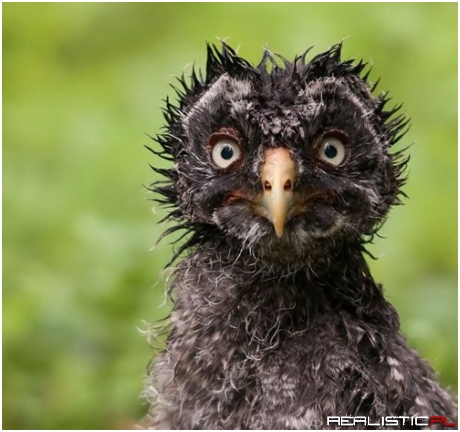 I Ran Out of Shampoo