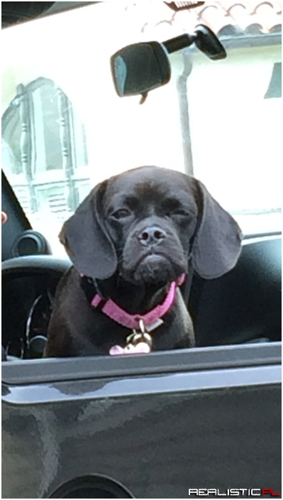 I Saw You Text and Drive...