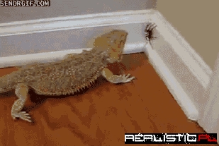 I Shall Protect You, Human