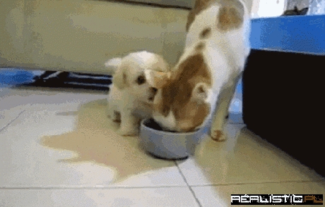 I'd Rather Have dis Kitteh for Lunch!