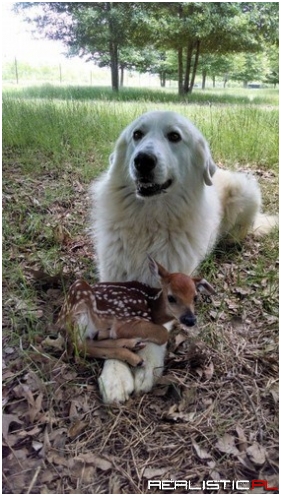 I'm Rather Fawned of You