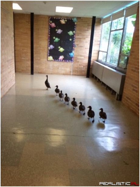 It's Hard Getting This Many Kids to School All at Once