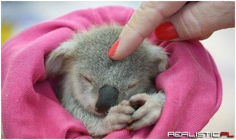 Koala Squee