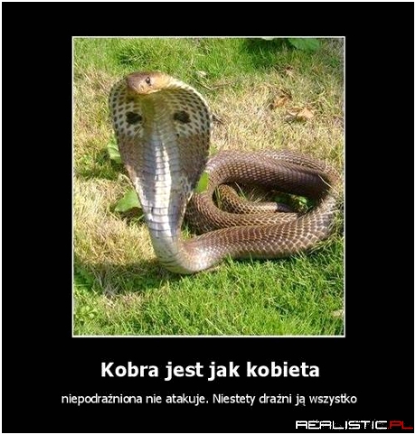 Kobra jest jak kobieta