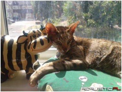 Lemon z koleżanką z okna