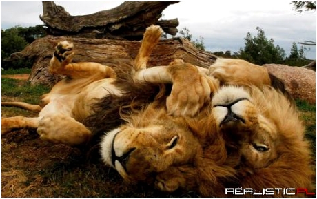 Lions