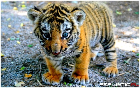 Little tiger