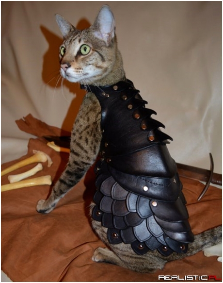 Make Your Cat Ready For Battle