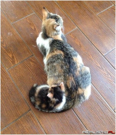 Mama's Got You on the Hook