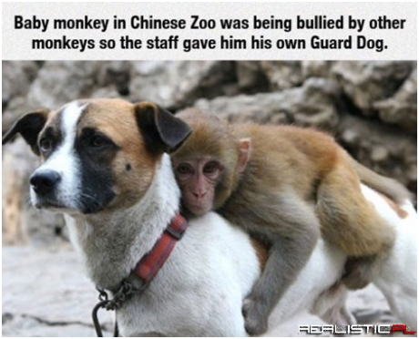Monkey's Best Friend
