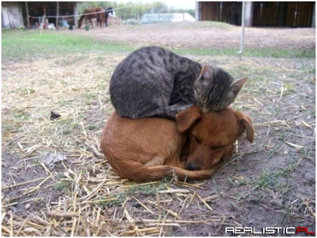 My Cat Bed is a Dog Bed...