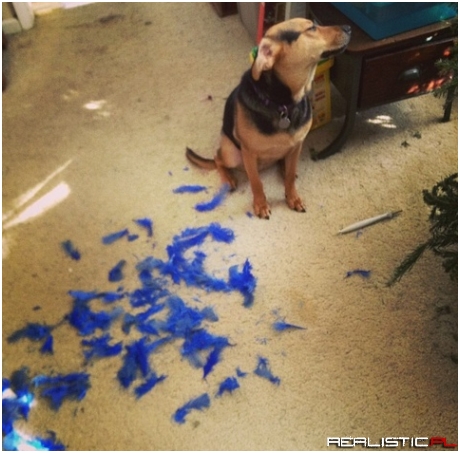 My dog destroys things then acts like he doesn