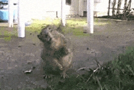 My Rage Gets Me Squirrely