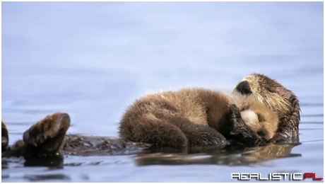 Nap Time!