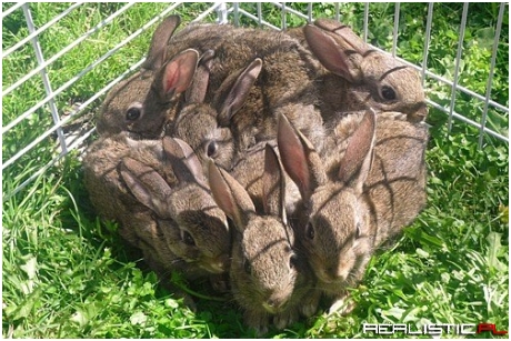One Square Foot of Squee