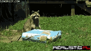 Raccoon Steals 28 Pound Bag of Food