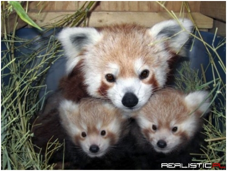 Red Panda Family Squee