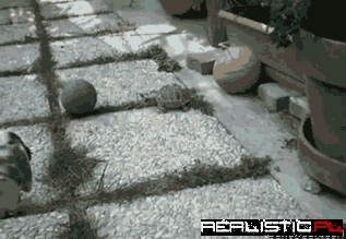 Soccer is Truly For Everyone