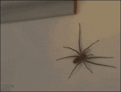 Spider attack