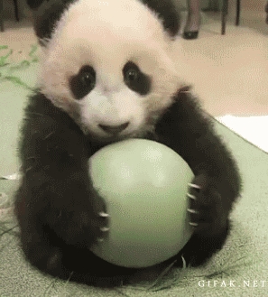 Sweet panda