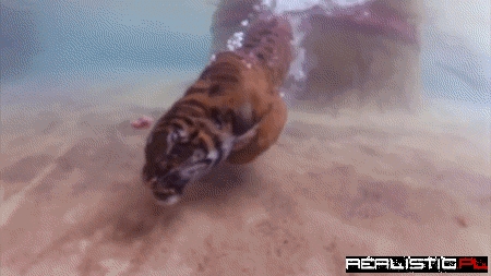 Swimming tiger