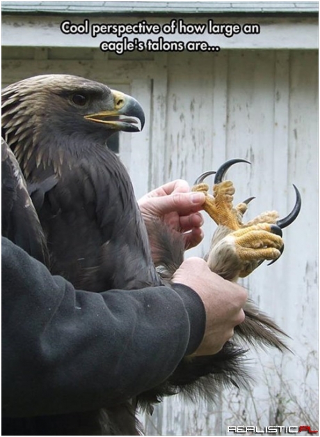 That's Quite a Talon-ted Bird