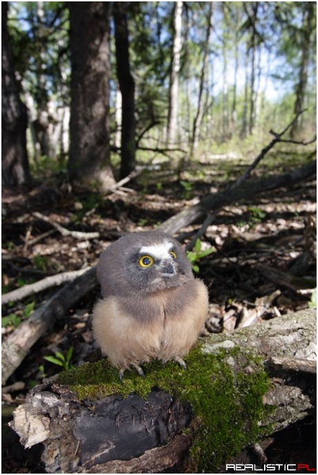 The Cutest Baby Owl You'll See Today!