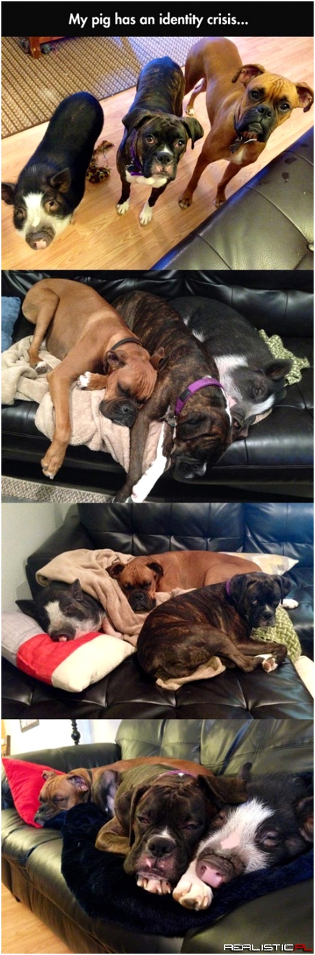 The Dogs Actually Think They're Pigs