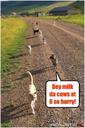 The Early Cat Gets the Milk