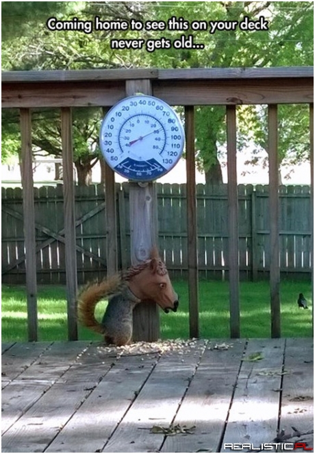 The Perfect Feed Bag...for Squirrels