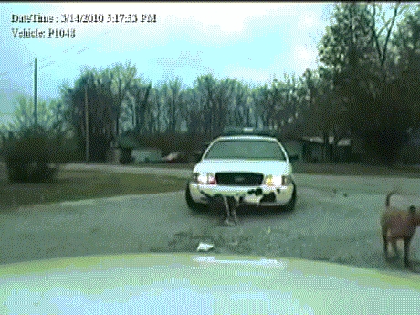 The Pooper Scooper Citation Didn't Go over Well